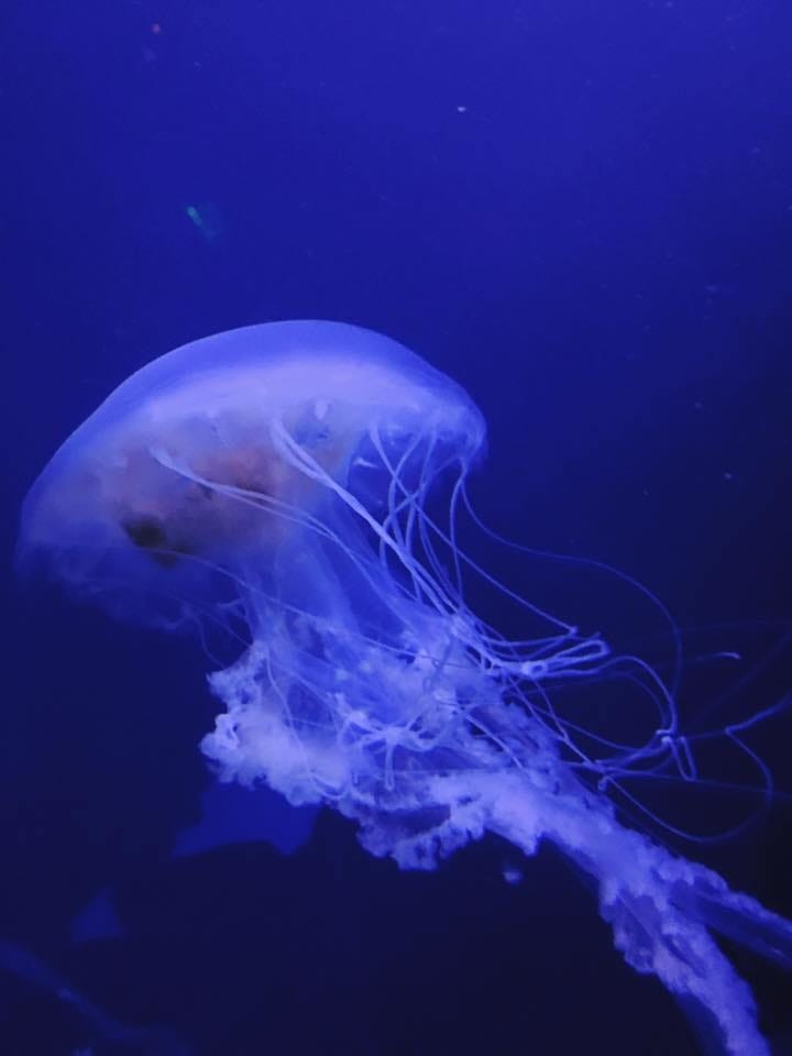 59601048_10217479266108931_6381032933142036480.jpg