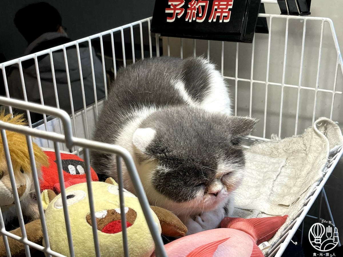 和貓咪有約6.jpg 和貓咪有約6.jpg