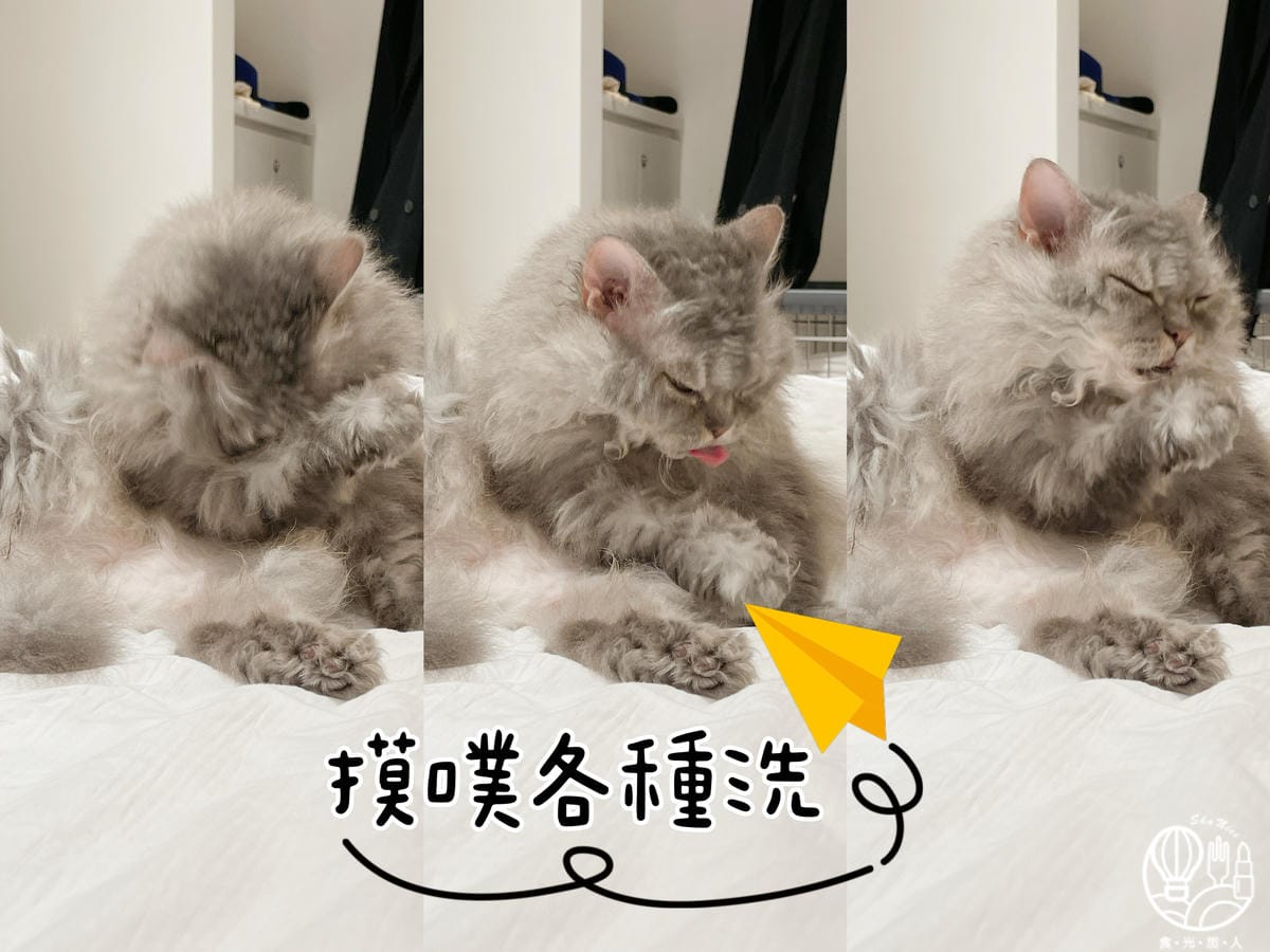 貓的生活提案90.JPG