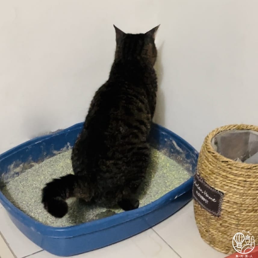 【OH!LàLà豆腐貓砂】鏟屎官的神隊友 活性碳破碎豆腐砂 【OH!LàLà豆腐貓砂】鏟屎官的神隊友 活性碳破碎豆腐砂