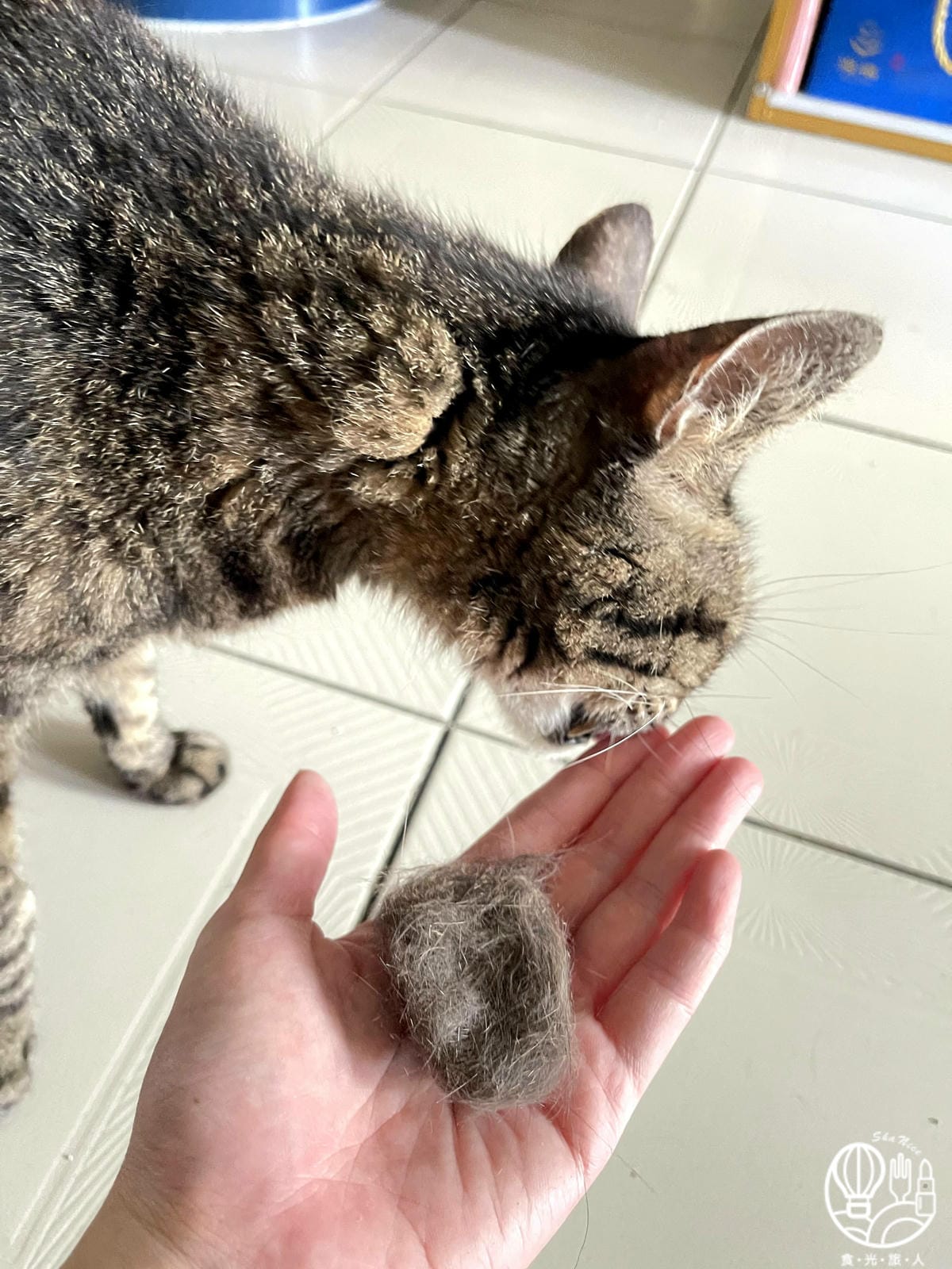 寵愛對策犬貓專用日常保養粉12.jpg 寵愛對策犬貓專用日常保養粉12.jpg