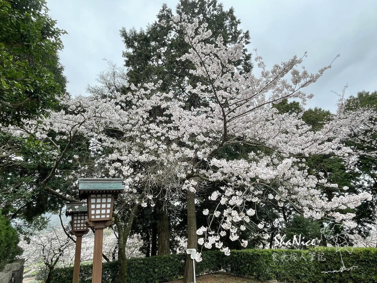 麗星郵輪探索星號六天五夜暢遊日本九州賞櫻趣241.jpeg