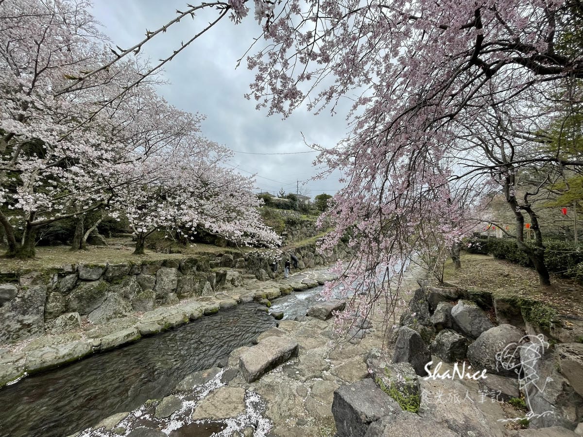 麗星郵輪探索星號六天五夜暢遊日本九州賞櫻趣243.jpeg